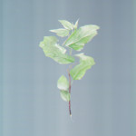 Plants + Scanner = Neat